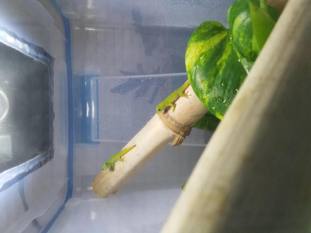 My two 3wk old Giant Day Geckos 08/11/2017