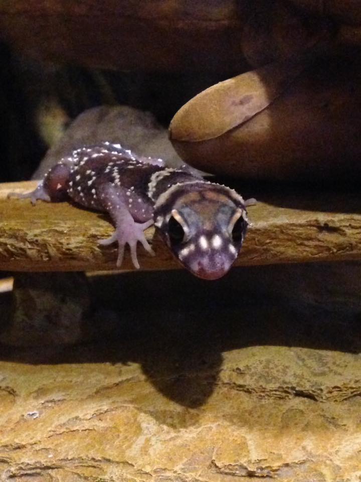 gecko 2
