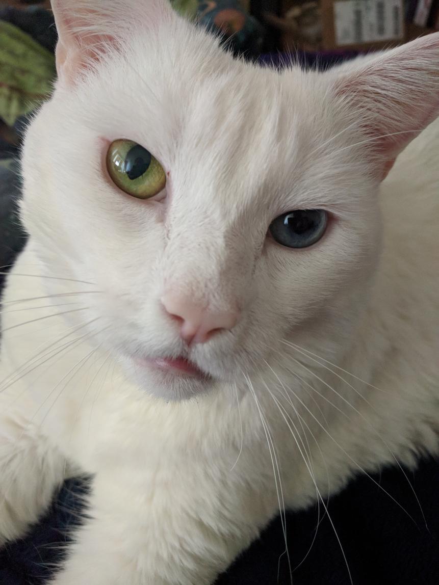 Blue steel meets Le Tigre