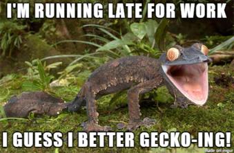 Gecko