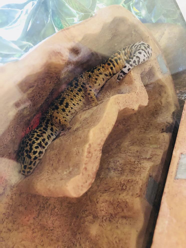 Leia sleeping in her fav reptile den
