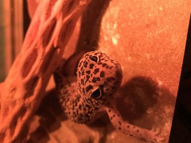 “New Mommy!”