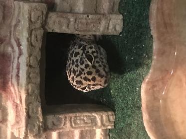 “Do you have food for me?”