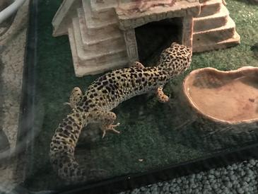 “Fattening up!”