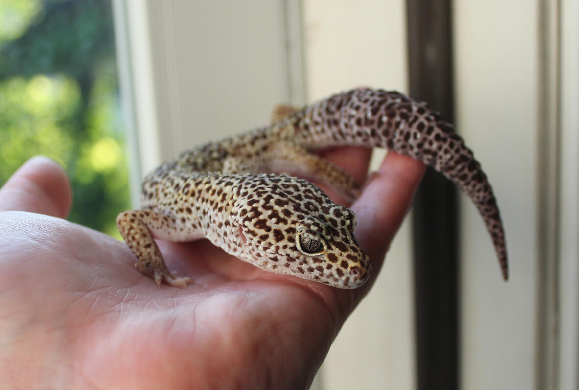 Fossil - my new leopard gecko.