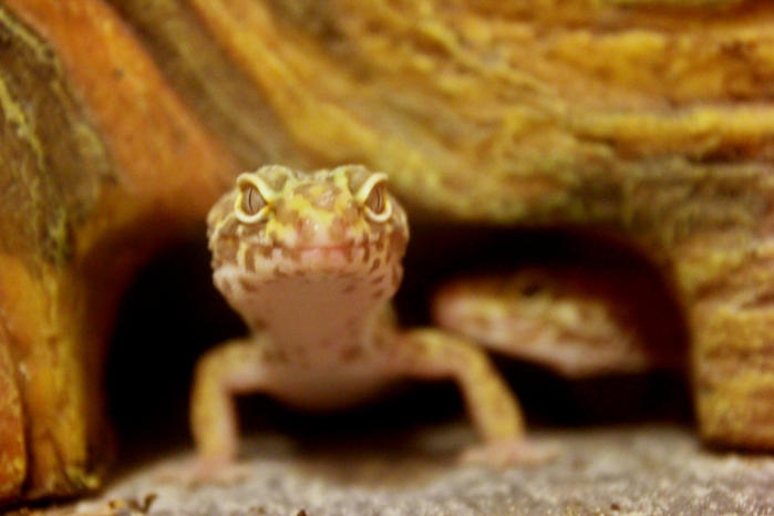 Spot and Scratch - peeking out