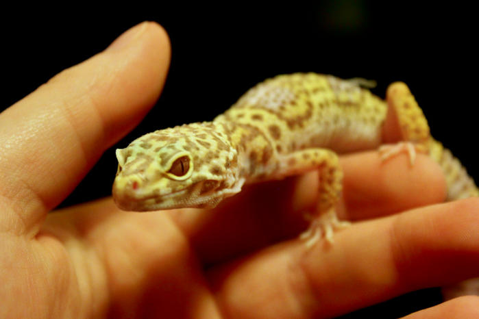 Scratch - a good little gecko