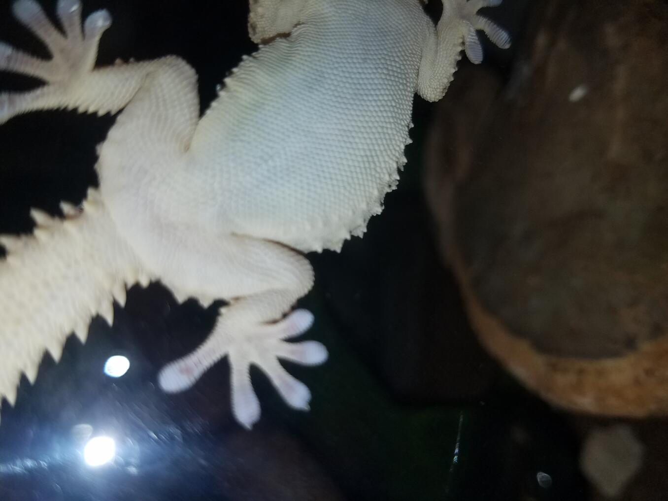 Laying Eggs