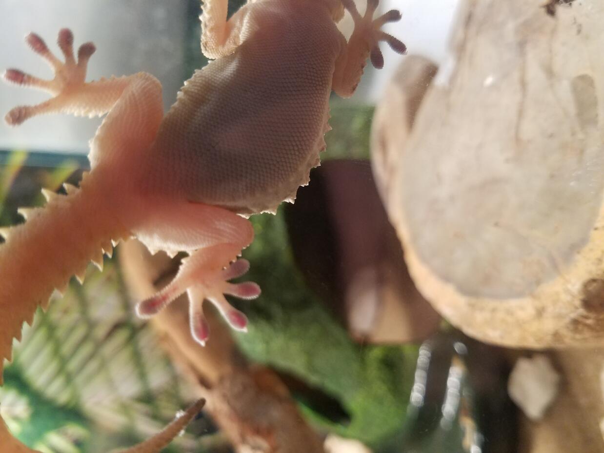 Laying Eggs